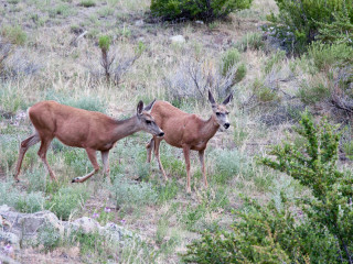 21.-24.7. Great Sand Dunes - Pinyon Flat CG