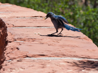 9.8. Zion - Einfahrt von Osten über #9. Woodhouse's Scrub Jay