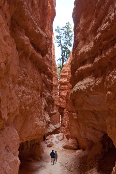 16./17.6. Bryce Canyon - Navajo Trail and Wall Street