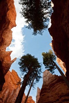 16./17.6. Bryce Canyon - Navajo Trail and Wall Street