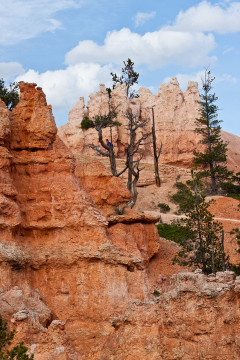 16./17.6. Bryce Canyon - Queens Garden Trail