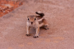 19.6. Valley of Fire - Picknick an Mouse's Tank