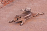 19.6. Valley of Fire - Picknick an Mouse's Tank