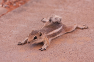 19.6. Valley of Fire - Picknick an Mouse's Tank