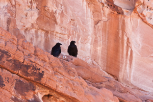 19.6. Valley of Fire - am Visitor Center