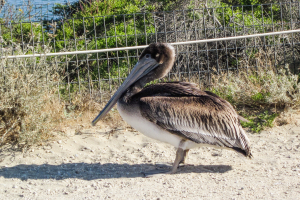 8.-11.7. San Francisco - Brown Pelican