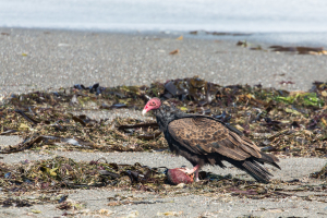 13.-15.7. MacKerricher SP - Turkey Vulture