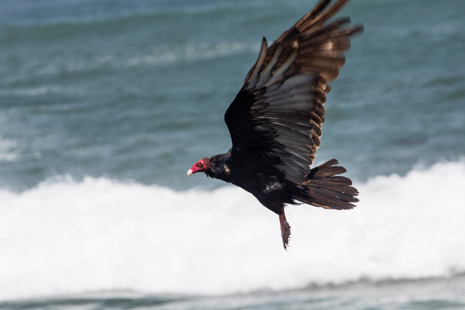 13.-15.7. MacKerricher SP - Turkey Vulture