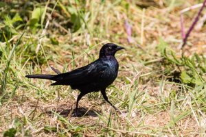 13.-15.7. MacKerricher SP - Brewer&#039;s Blackbird