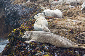 13.-15.7. MacKerricher SP - Harbor Seals