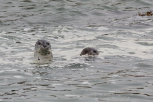 13.-15.7. MacKerricher SP - Harbor Seals