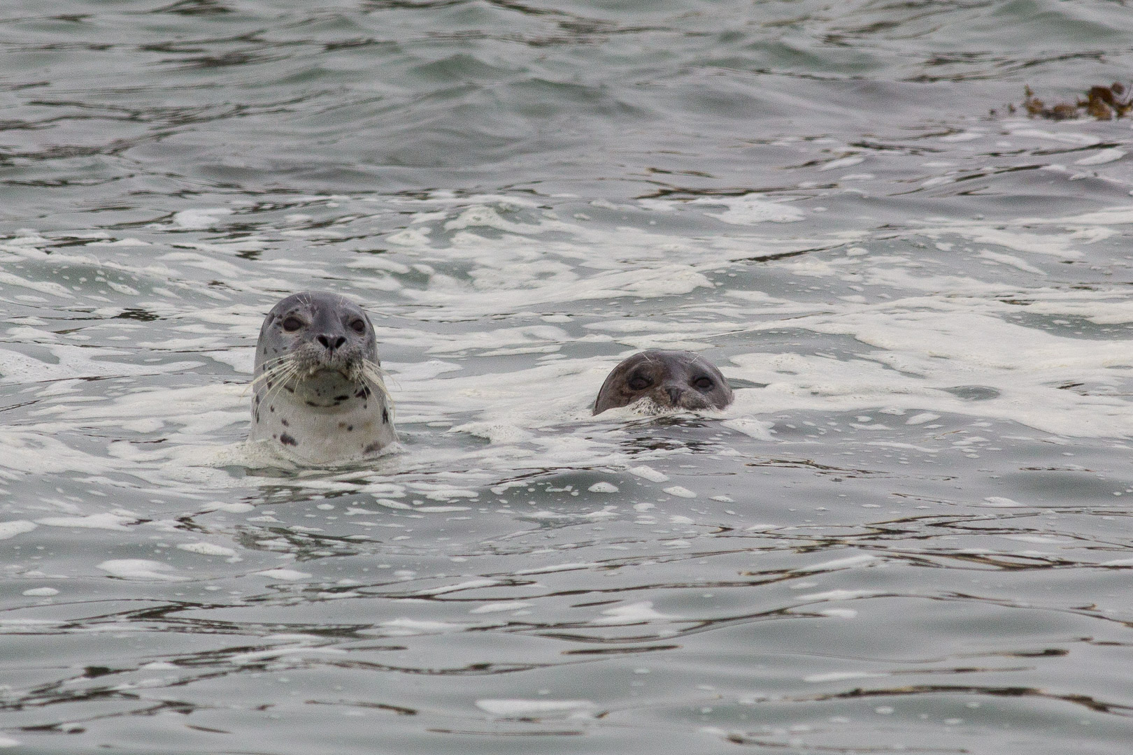 13.-15.7. MacKerricher SP - Harbor Seals