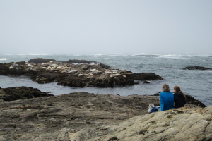 13.-15.7. MacKerricher SP - Harbor Seals