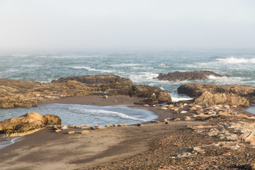 13.-15.7. MacKerricher SP - Harbor Seals