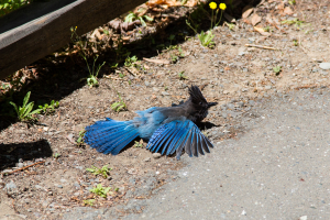 15.-17.7. Humboldt Redwoods SP - Stellar&#039;s Jay beim Sonnenbaden ;-)