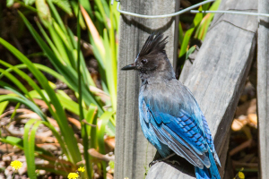 15.-17.7. Humboldt Redwoods SP - Stellar&#039;s Jay