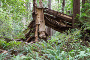 15.-17.7. Humboldt Redwoods SP