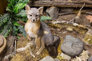 17.7. Grizzly Creek SP - Gray Fox