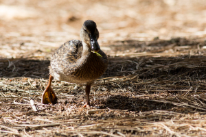 18.-20.7. Lassen NP - Ente