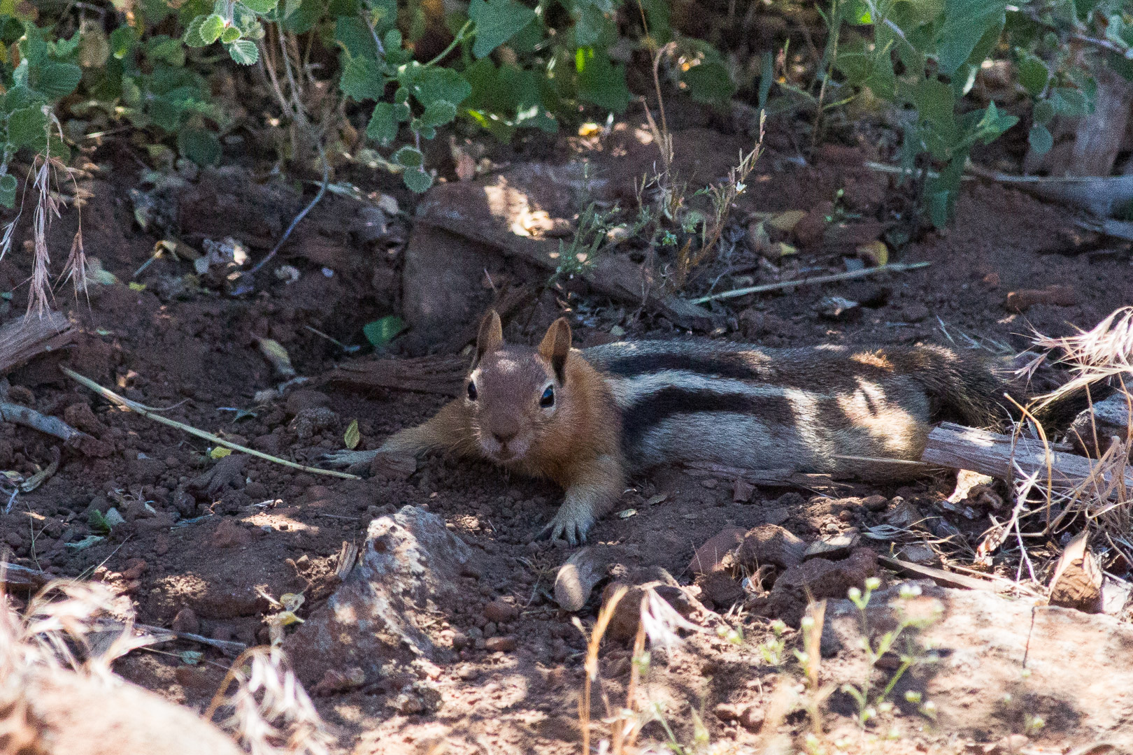 20.7. Viewpoint am #44 - Black mantled Ground Squirrel