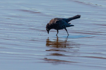 20.-22.7. Eagle Lake - Brewers's Blackbird