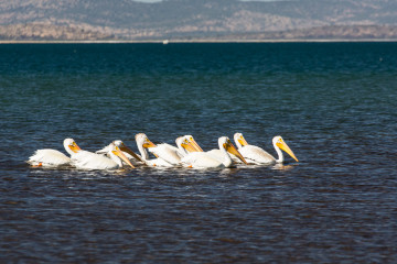 20.-22.7. Eagle Lake - White Pelican