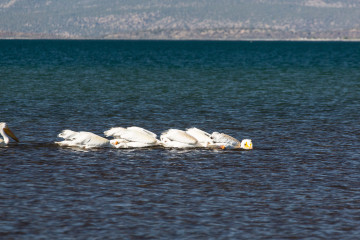 20.-22.7. Eagle Lake - White Pelican