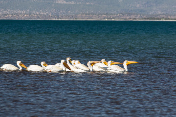 20.-22.7. Eagle Lake - White Pelican