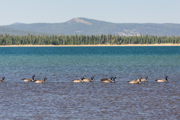20.-22.7. Eagle Lake - Canada Goose