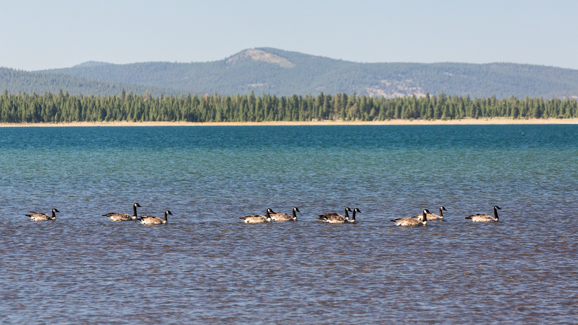 20.-22.7. Eagle Lake - Canada Goose