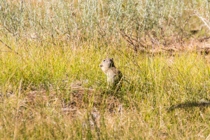20.-22.7. Eagle Lake - Californian Ground Squirrel