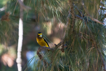 20.-22.7. Eagle Lake - Evening Grosbeak