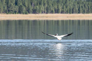 20.-22.7. Eagle Lake - White Pelican