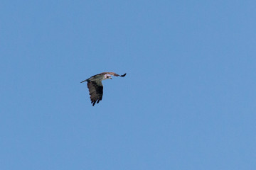 20.-22.7. Eagle Lake - Osprey (Fischadler)