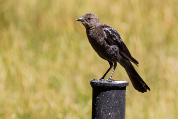 20.-22.7. Eagle Lake - Brewers's Blackbird (Weibchen)
