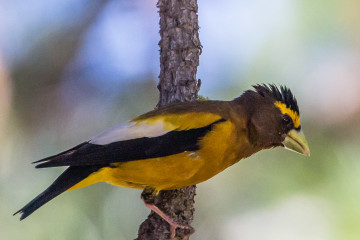 20.-22.7. Eagle Lake - Evening Grosbeak