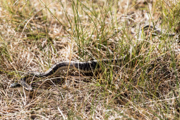 20.-22.7. Eagle Lake - Garter Snake