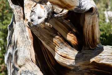 23.-25.7. Great Basin NP - Bristlecone Pines
