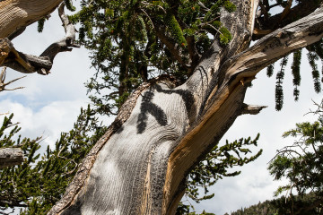 23.-25.7. Great Basin NP - Bristlecone Pines