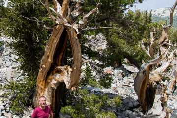 23.-25.7. Great Basin NP - Bristlecone Pines