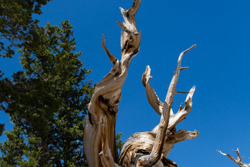 23.-25.7. Great Basin NP - Bristlecone Pines