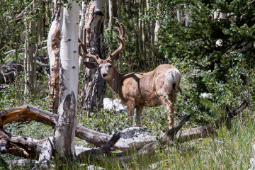 23.-25.7. Great Basin NP - Rocky Mountain Elk