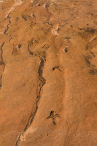 27.7. Dinosaur Tracks im Coral Pink Sand Dunes SP