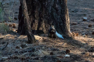 27.7. Grand Canyon North Rim - Kaibab Squirrel