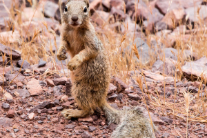 29.7. South Kaibab Trail