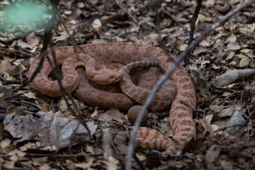 30.7. Cottonwood Campground - Pink Rattlesnakes