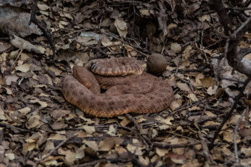 30.7. Cottonwood Campground - Pink Rattlesnakes