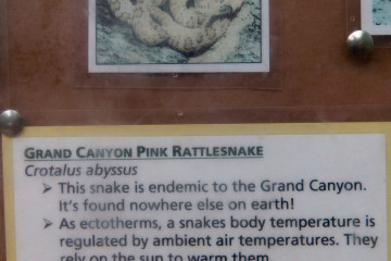 30.7. Cottonwood Campground - Pink Rattlesnakes