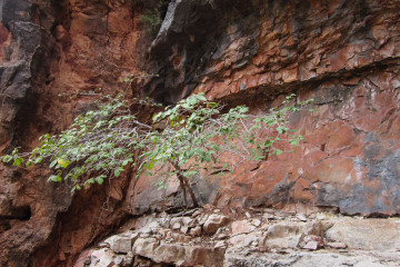 31.7. North Kaibab Trail