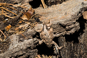 Short-horned Lizard